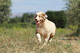 BERGER AUSTRALIEN PUPPIES 262